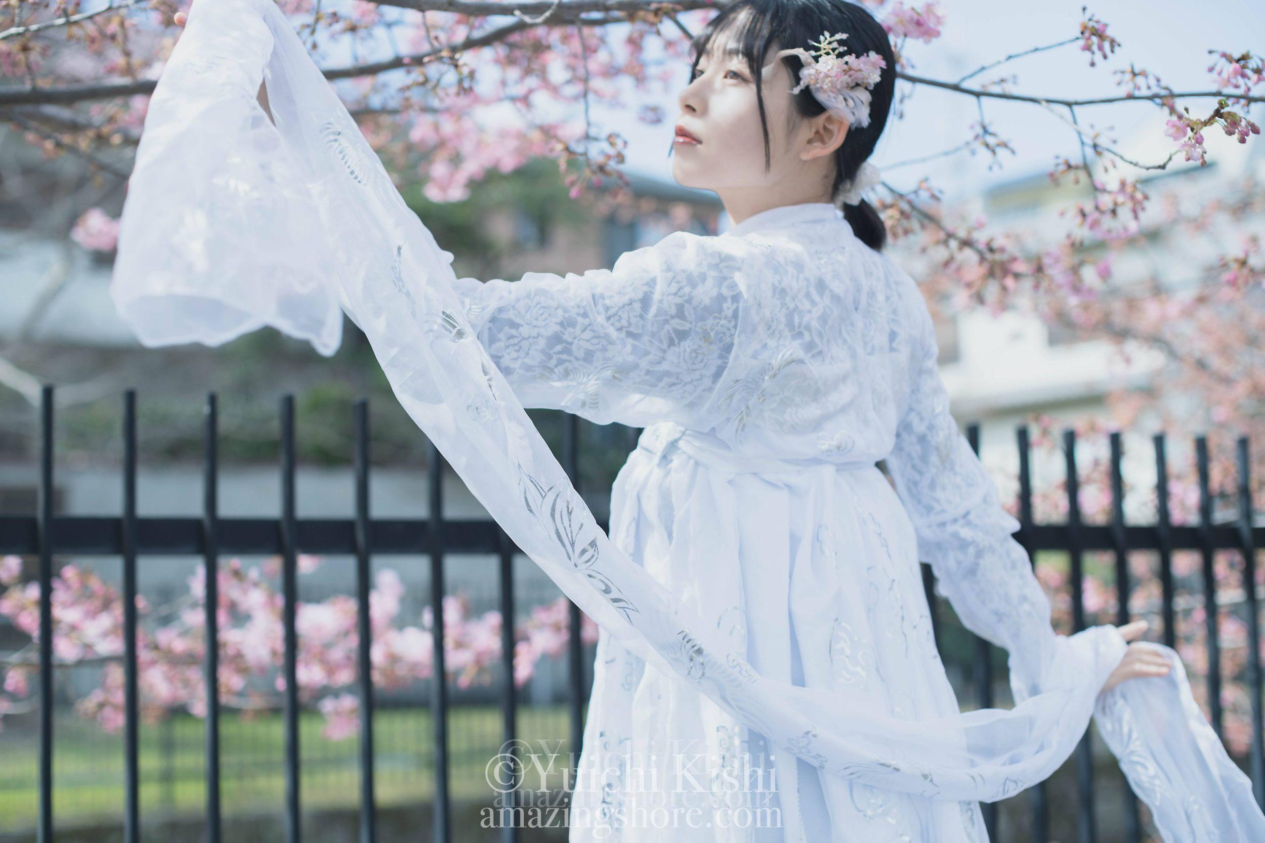 韓服で桜撮影4